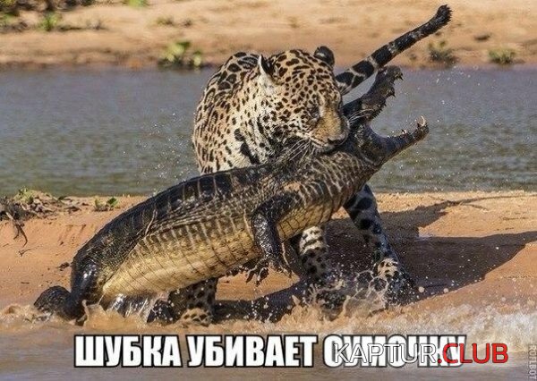 930bc0a5e88d60dc6c61f2bc882.jpg | Рено Каптур Клуб Россия | Форум KAPTUR.SU