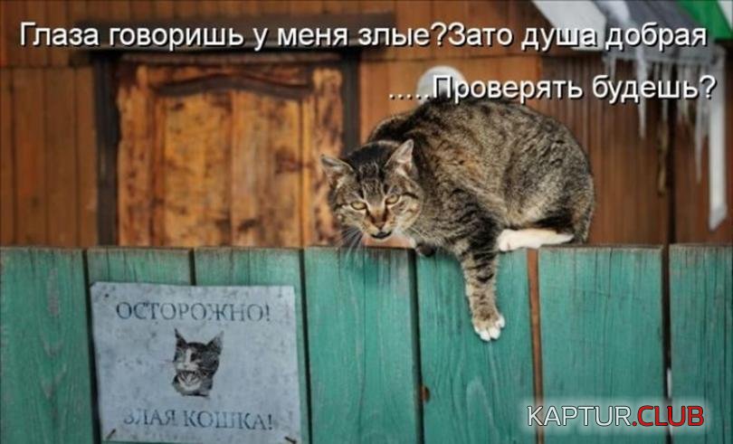 95456fe9bc408d46408c0079d5c_prev.jpg | Рено Каптур Клуб Россия | Форум KAPTUR.SU