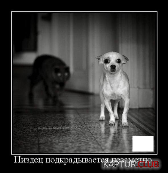 95df976062a152c0c6bfc1df3f4_prev.jpg | Рено Каптур Клуб Россия | Форум KAPTUR.SU