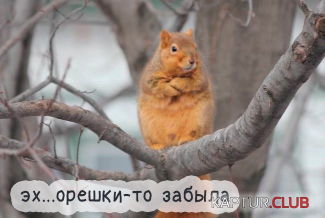 9694056982e07e1306a16cacc6e.jpg | Рено Каптур Клуб Россия | Форум KAPTUR.SU