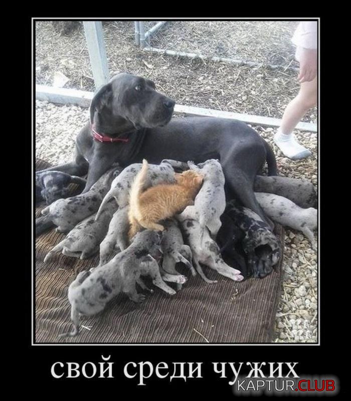 96e1f75440e46732e351ac8ee9b.jpg | Рено Каптур Клуб Россия | Форум KAPTUR.SU