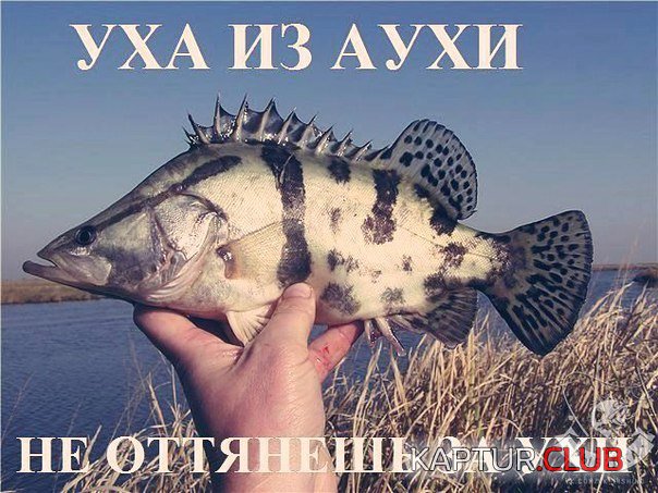99yWxslxB48.jpg | Рено Каптур Клуб Россия | Форум KAPTUR.SU
