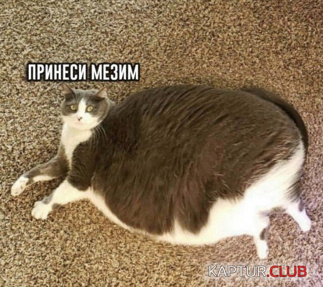 9bbe8671fd07725ea5085025bab.jpg | Рено Каптур Клуб Россия | Форум KAPTUR.SU