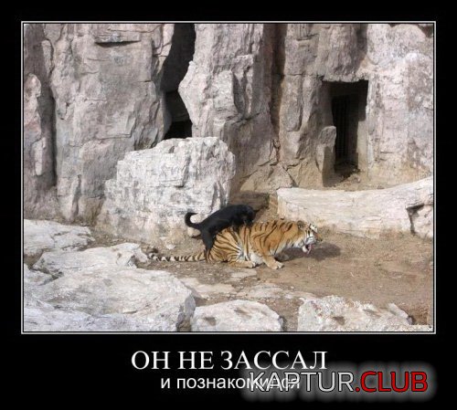 9c80bcea55d6ea1d2d0232d5a02.jpg | Рено Каптур Клуб Россия | Форум KAPTUR.SU