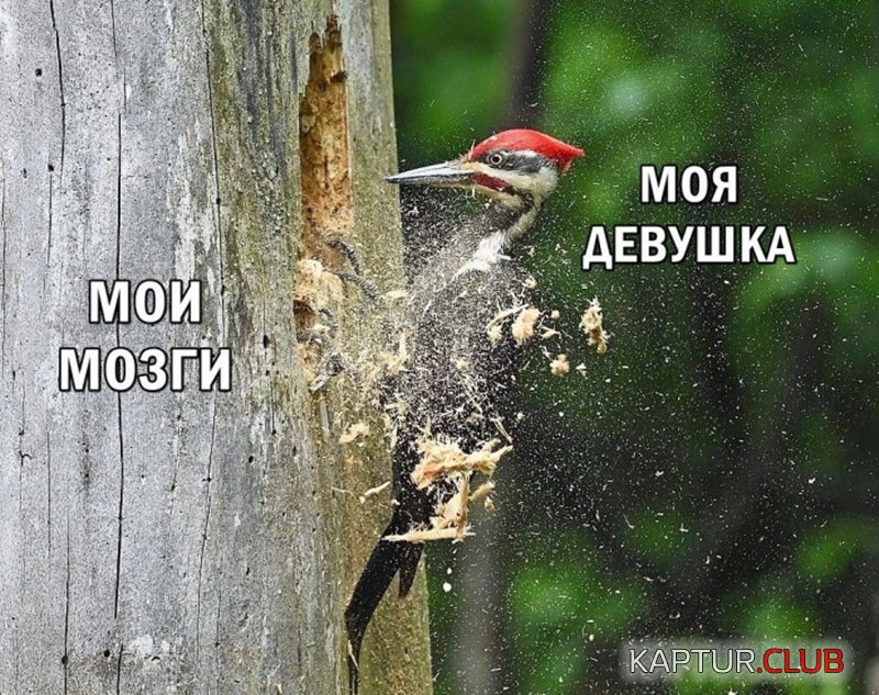 9d21a4d2bd9541433e53df9382b.jpg | Рено Каптур Клуб Россия | Форум KAPTUR.SU