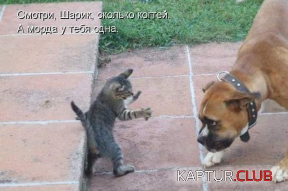 9f02ef5b300e10f25fed2d3d936_prev.jpg | Рено Каптур Клуб Россия | Форум KAPTUR.SU
