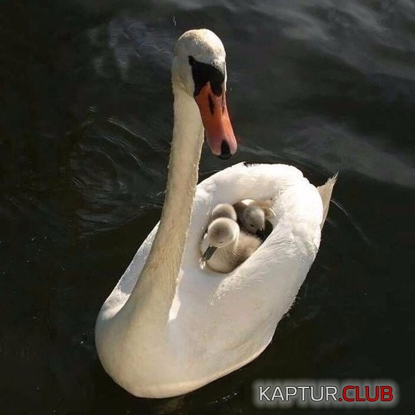 _027.jpg | Рено Каптур Клуб Россия | Форум KAPTUR.SU