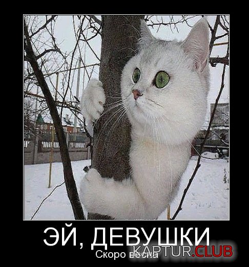 _2019-03-01_082811.jpg | Рено Каптур Клуб Россия | Форум KAPTUR.SU