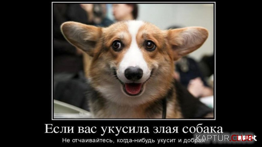 _3az32VvCXu_X.jpg | Рено Каптур Клуб Россия | Форум KAPTUR.SU