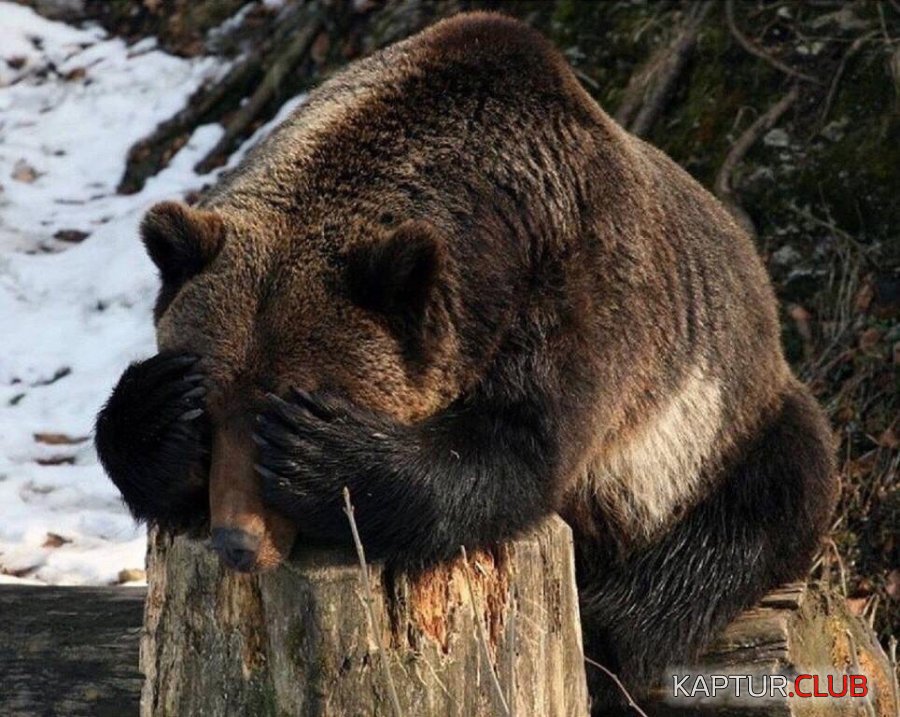 _84079.jpg | Рено Каптур Клуб Россия | Форум KAPTUR.SU