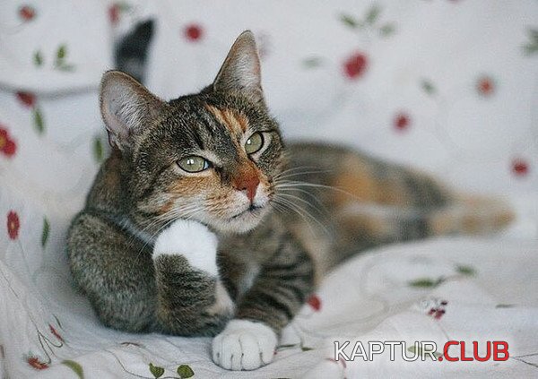 _84212.jpg | Рено Каптур Клуб Россия | Форум KAPTUR.SU