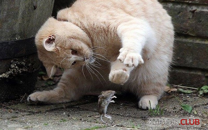 _img5.jpg | Рено Каптур Клуб Россия | Форум KAPTUR.SU
