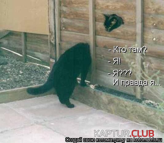 _kot2.jpg | Рено Каптур Клуб Россия | Форум KAPTUR.SU