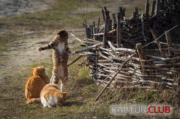 _вот.jpg | Рено Каптур Клуб Россия | Форум KAPTUR.SU