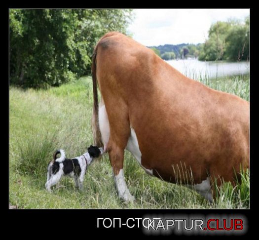 a2800c1c8f18c8e1fc30a1c0850.jpg | Рено Каптур Клуб Россия | Форум KAPTUR.SU