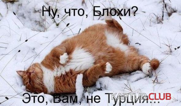 a3af0d833fd3ae3f06e402ccd83_prev.jpg | Рено Каптур Клуб Россия | Форум KAPTUR.SU