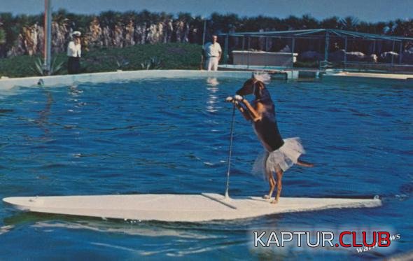 a51bc798044a61140e641b1fb9e_prev.jpg | Рено Каптур Клуб Россия | Форум KAPTUR.SU