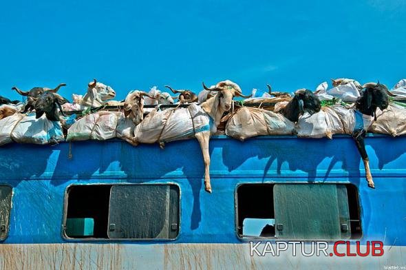 a7907de0dfbdbf60638dfdf1397_prev.jpg | Рено Каптур Клуб Россия | Форум KAPTUR.SU