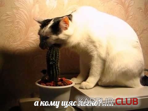 a8e1cc7f0f543b4a95a8d6de2b9.jpg | Рено Каптур Клуб Россия | Форум KAPTUR.SU