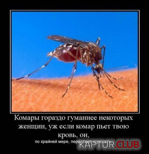 abcfad13cae3be9fa3375cd960f.jpg | Рено Каптур Клуб Россия | Форум KAPTUR.SU