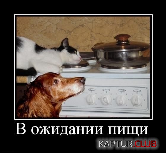 acf36787a6933cdc6c2fa0fd0d3.jpg | Рено Каптур Клуб Россия | Форум KAPTUR.SU