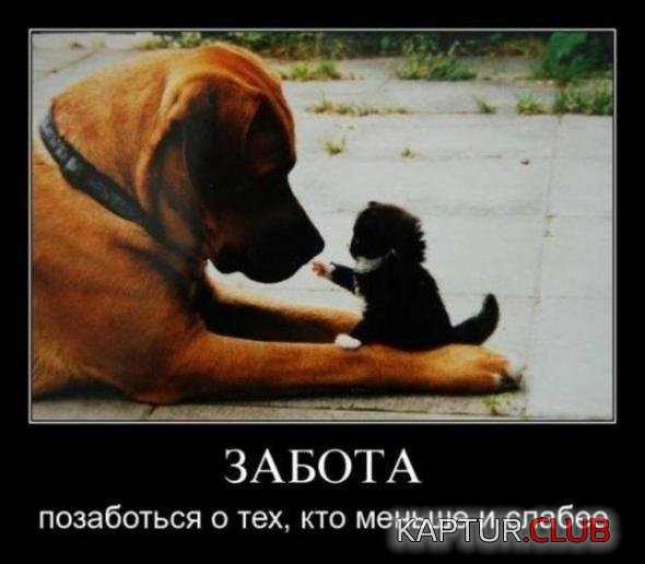 ad148d547dedd2d69829eca49f6_prev.jpg | Рено Каптур Клуб Россия | Форум KAPTUR.SU