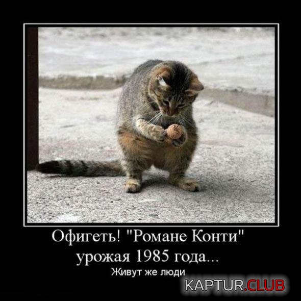 ad15f96062dd823f7f872c7ce1f_prev.jpg | Рено Каптур Клуб Россия | Форум KAPTUR.SU
