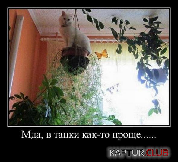 adbd4e2696712b0738d0a943cdd_prev.jpg | Рено Каптур Клуб Россия | Форум KAPTUR.SU