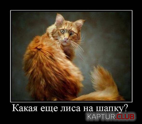 ae4204c3b0d41133d556bd23147_prev.jpg | Рено Каптур Клуб Россия | Форум KAPTUR.SU