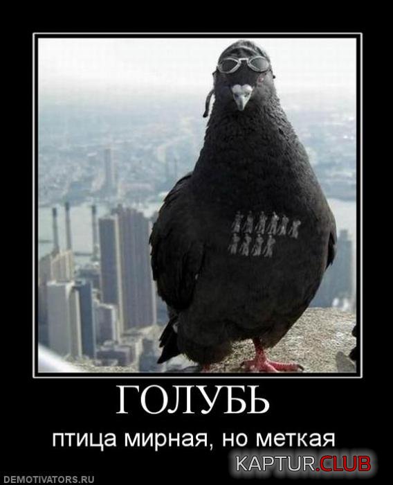 aeef3fdfcb22b76e623e1c6cc84_prev.jpg | Рено Каптур Клуб Россия | Форум KAPTUR.SU