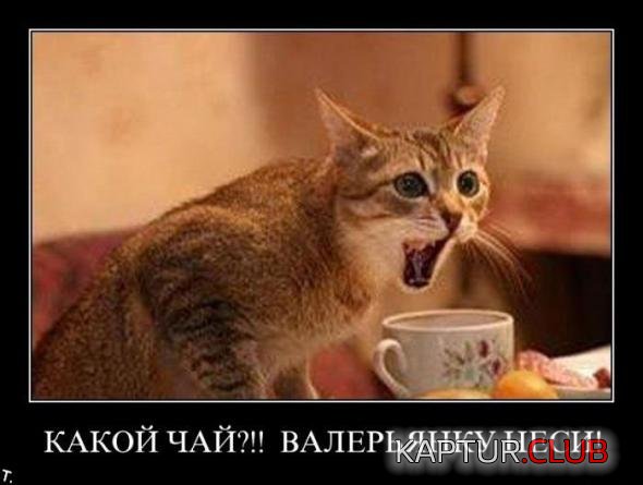 af4cf4ff9b650aab4813046c0c6_prev.jpg | Рено Каптур Клуб Россия | Форум KAPTUR.SU