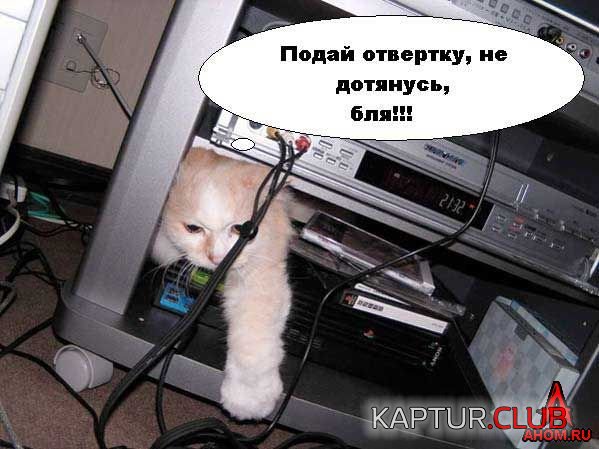 ahom-ru_animals_20050922_01_599x449.jpg | Рено Каптур Клуб Россия | Форум KAPTUR.SU