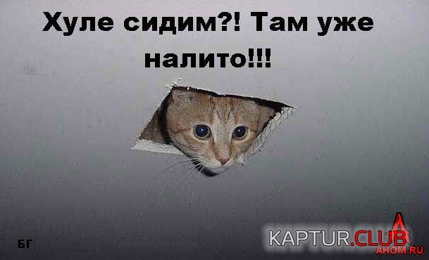 ahom-ru_animals_20050922_02_609x370.jpg | Рено Каптур Клуб Россия | Форум KAPTUR.SU