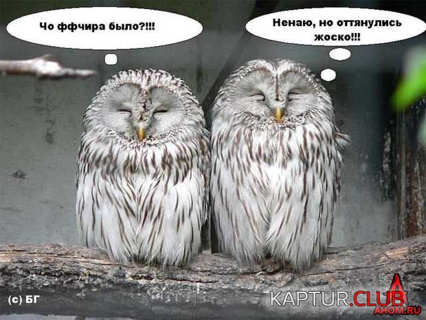 ahom-ru_animals_20050922_03_620x465.jpg | Рено Каптур Клуб Россия | Форум KAPTUR.SU