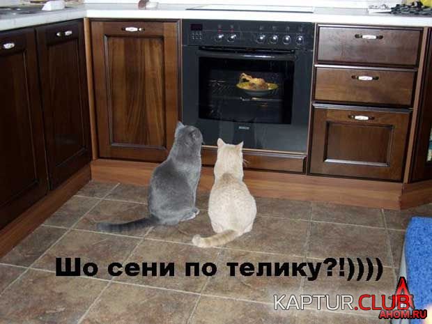 ahom-ru_animals_20050922_04_620x465.jpg | Рено Каптур Клуб Россия | Форум KAPTUR.SU