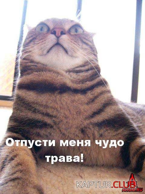 ahom-ru_animals_20050922_06_480x640.jpg | Рено Каптур Клуб Россия | Форум KAPTUR.SU