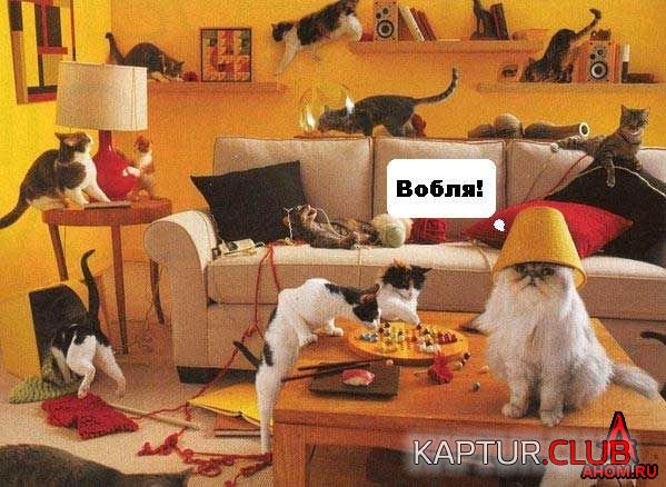 ahom-ru_animals_20050922_07_599x438.jpg | Рено Каптур Клуб Россия | Форум KAPTUR.SU