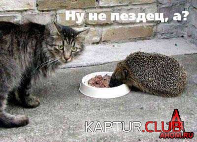 ahom-ru_animals_20050922_10_400x290.jpg | Рено Каптур Клуб Россия | Форум KAPTUR.SU