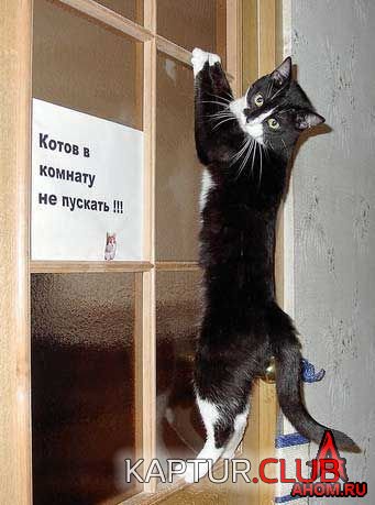 ahom-ru_animals_20050922_11_341x459.jpg | Рено Каптур Клуб Россия | Форум KAPTUR.SU