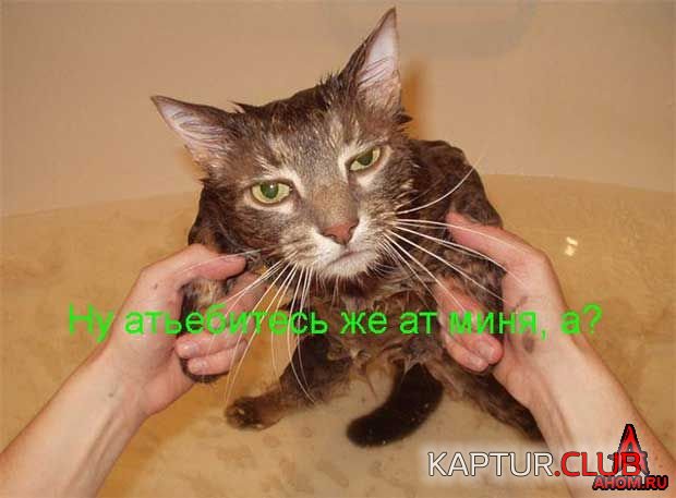 ahom-ru_animals_20050922_13_620x457.jpg | Рено Каптур Клуб Россия | Форум KAPTUR.SU