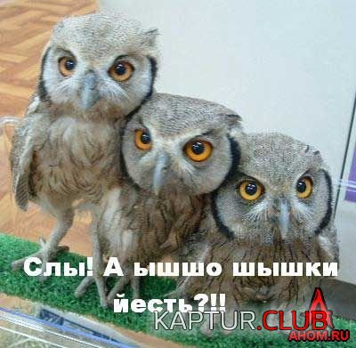 ahom-ru_animals_20050922_18_400x391.jpg | Рено Каптур Клуб Россия | Форум KAPTUR.SU