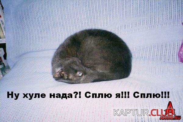 ahom-ru_animals_20050922_20_600x401.jpg | Рено Каптур Клуб Россия | Форум KAPTUR.SU