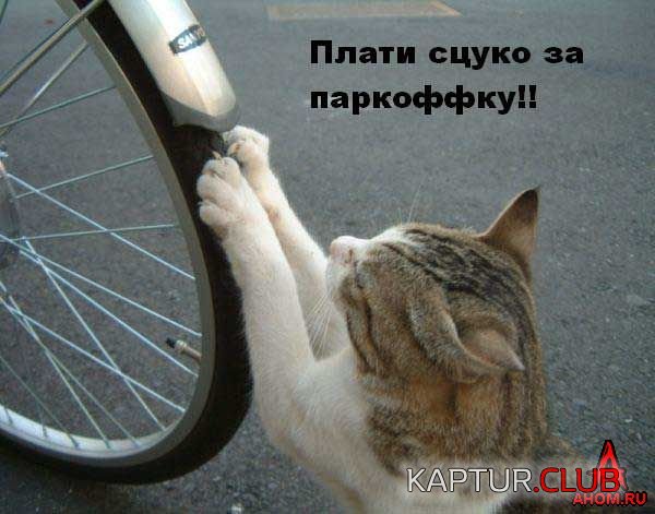 ahom-ru_animals_20050922_22_600x471.jpg | Рено Каптур Клуб Россия | Форум KAPTUR.SU