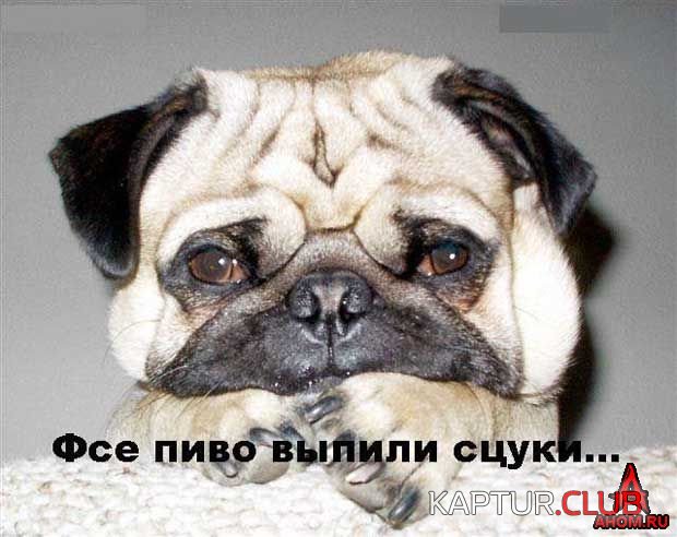 ahom-ru_animals_20050922_25_620x492.jpg | Рено Каптур Клуб Россия | Форум KAPTUR.SU