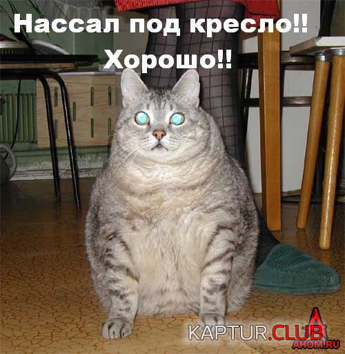 ahom-ru_animals_20050922_27_500x513.jpg | Рено Каптур Клуб Россия | Форум KAPTUR.SU