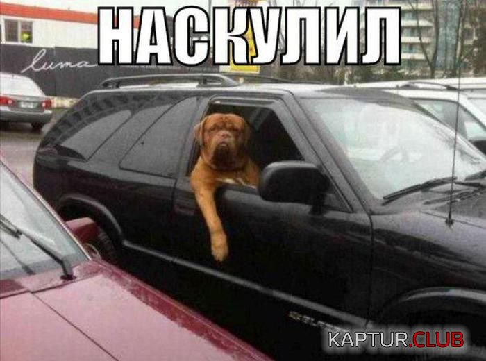auto_prikoli_24.jpg | Рено Каптур Клуб Россия | Форум KAPTUR.SU