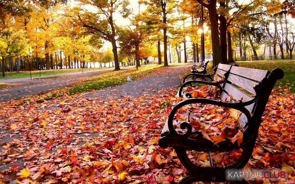 autumn-leaves-wallpaper-mobile.jpg | Рено Каптур Клуб Россия | Форум KAPTUR.SU