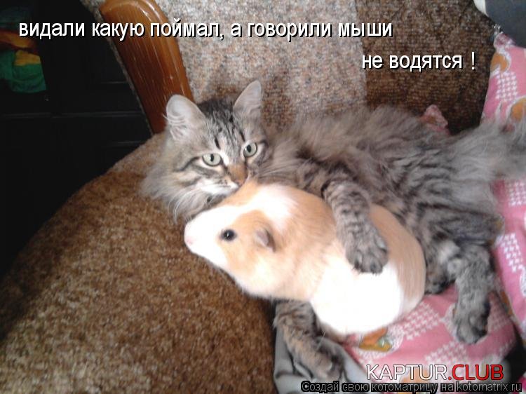 b136725ccb4fe4252441bc9994e.jpg | Рено Каптур Клуб Россия | Форум KAPTUR.SU