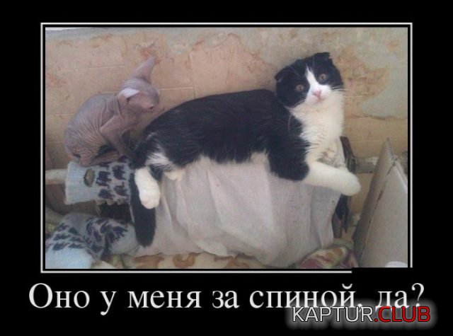 b14b0ad345ac3e96390b59438ac.jpg | Рено Каптур Клуб Россия | Форум KAPTUR.SU