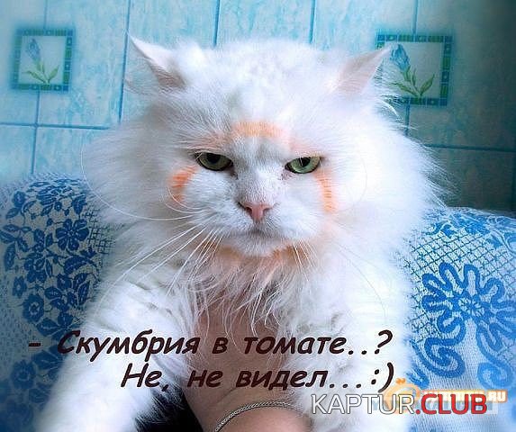 b19e4c7c636f144008ac86b7d5c.jpg | Рено Каптур Клуб Россия | Форум KAPTUR.SU